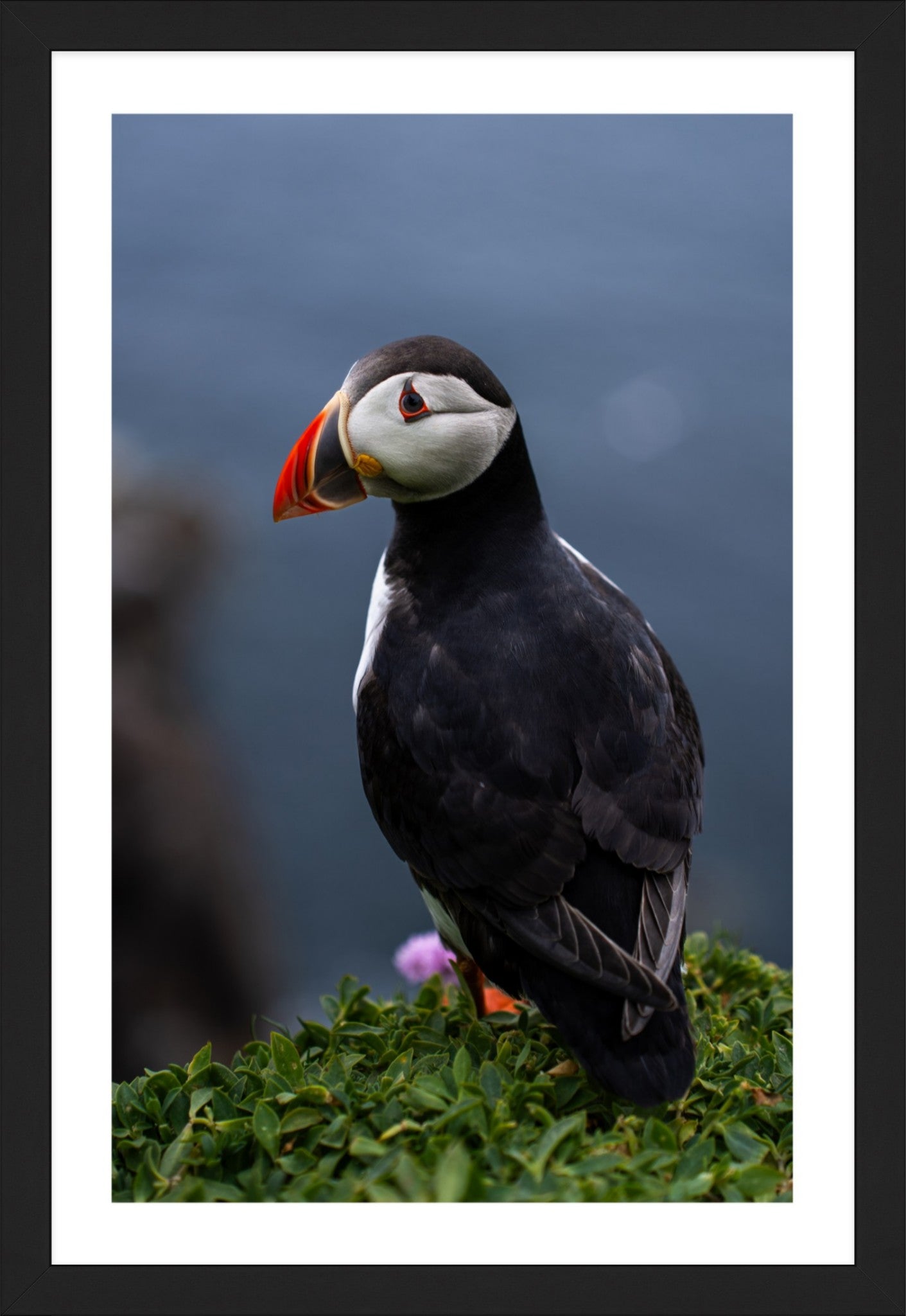 Puffin #1