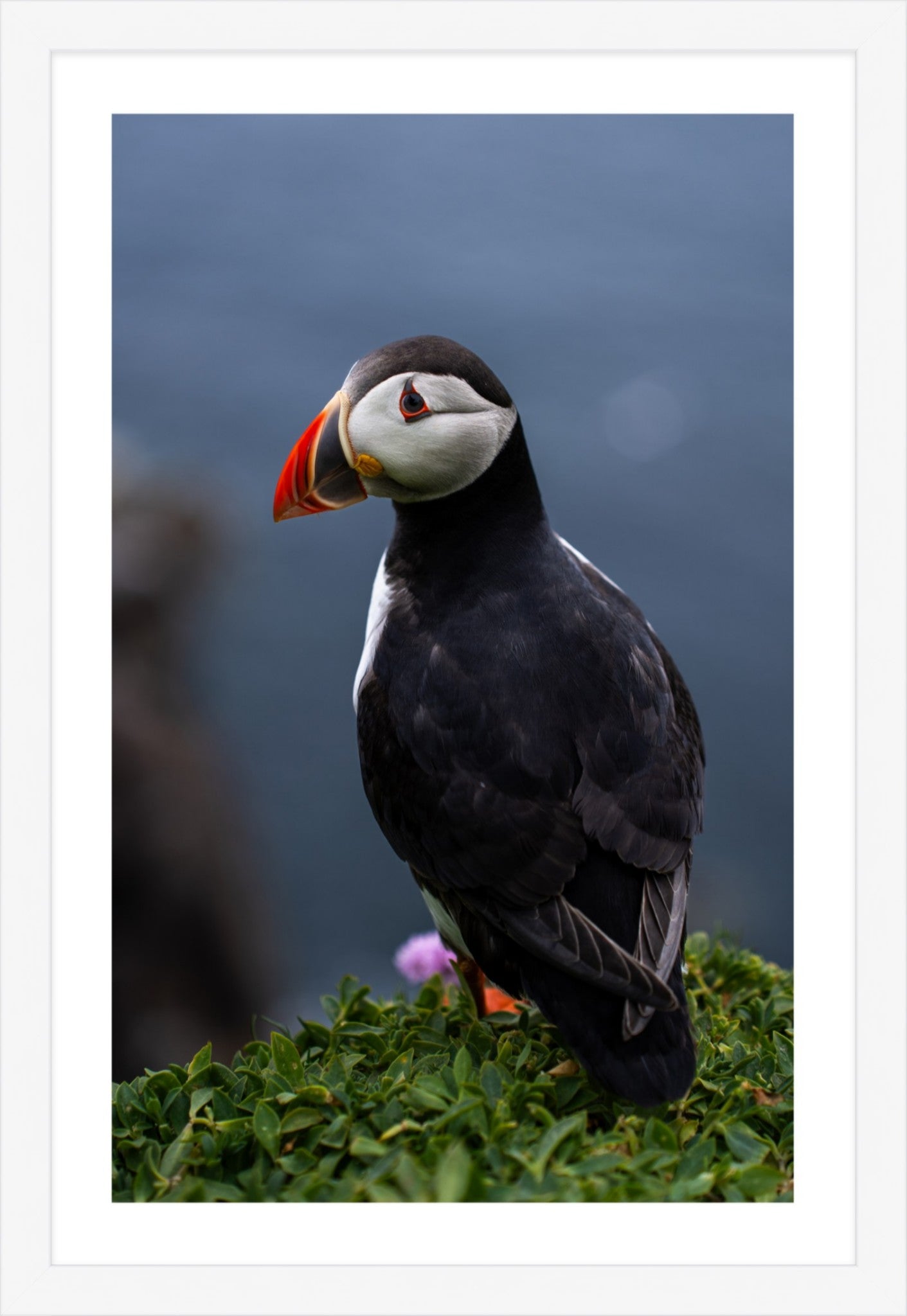 Puffin #1