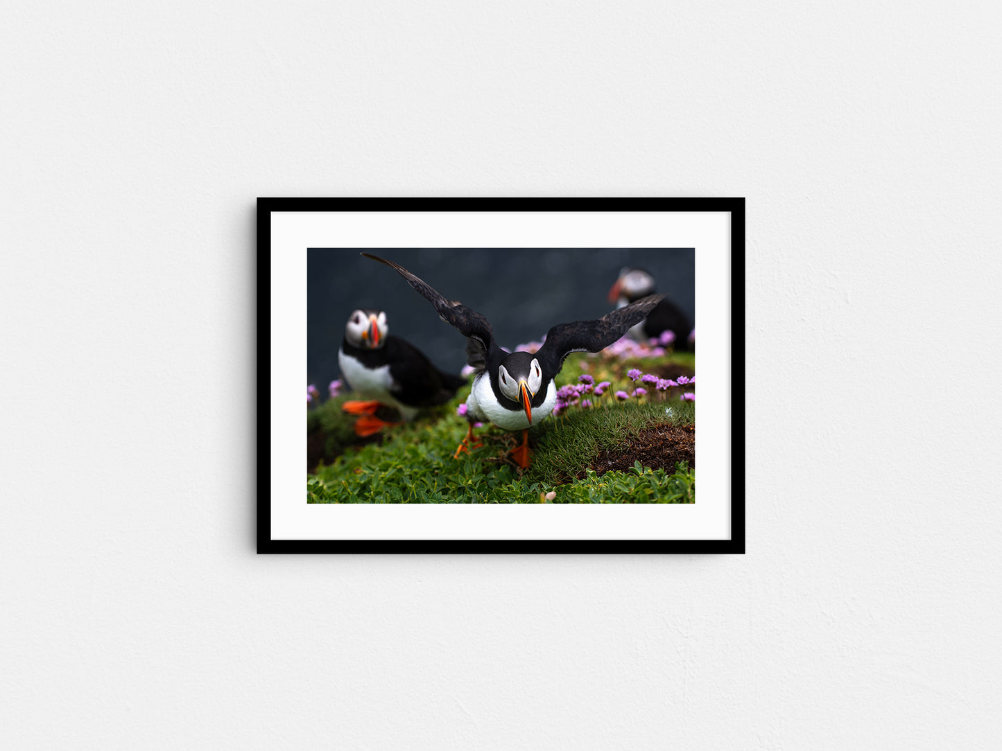 Puffin #2