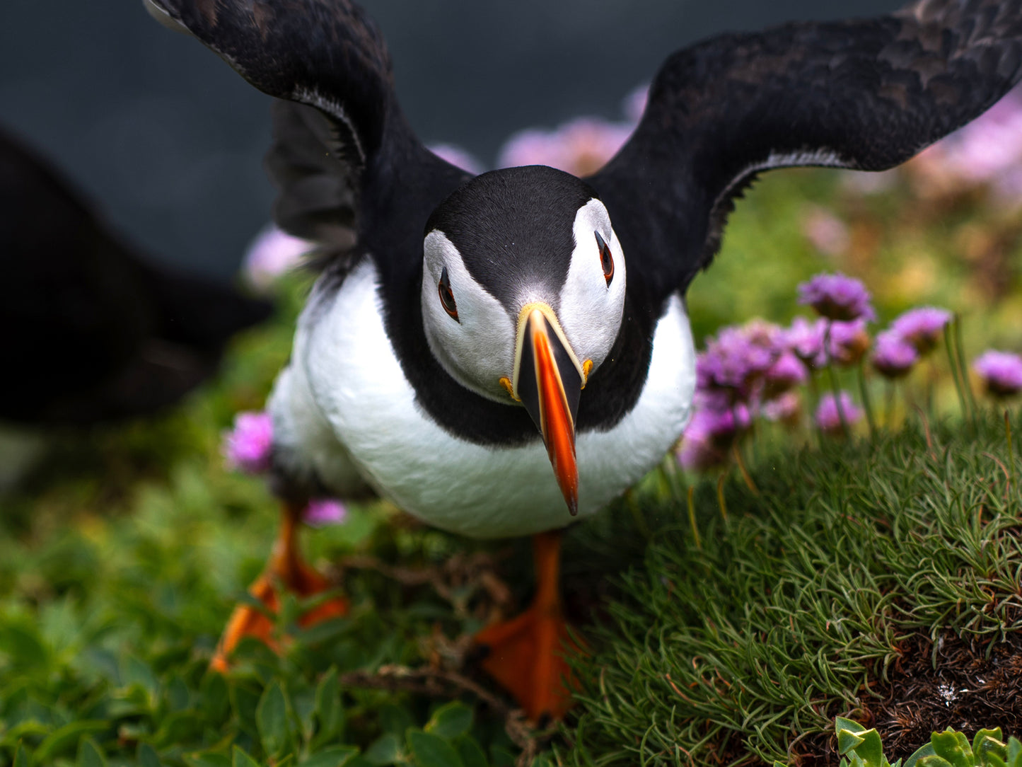 Puffin #2
