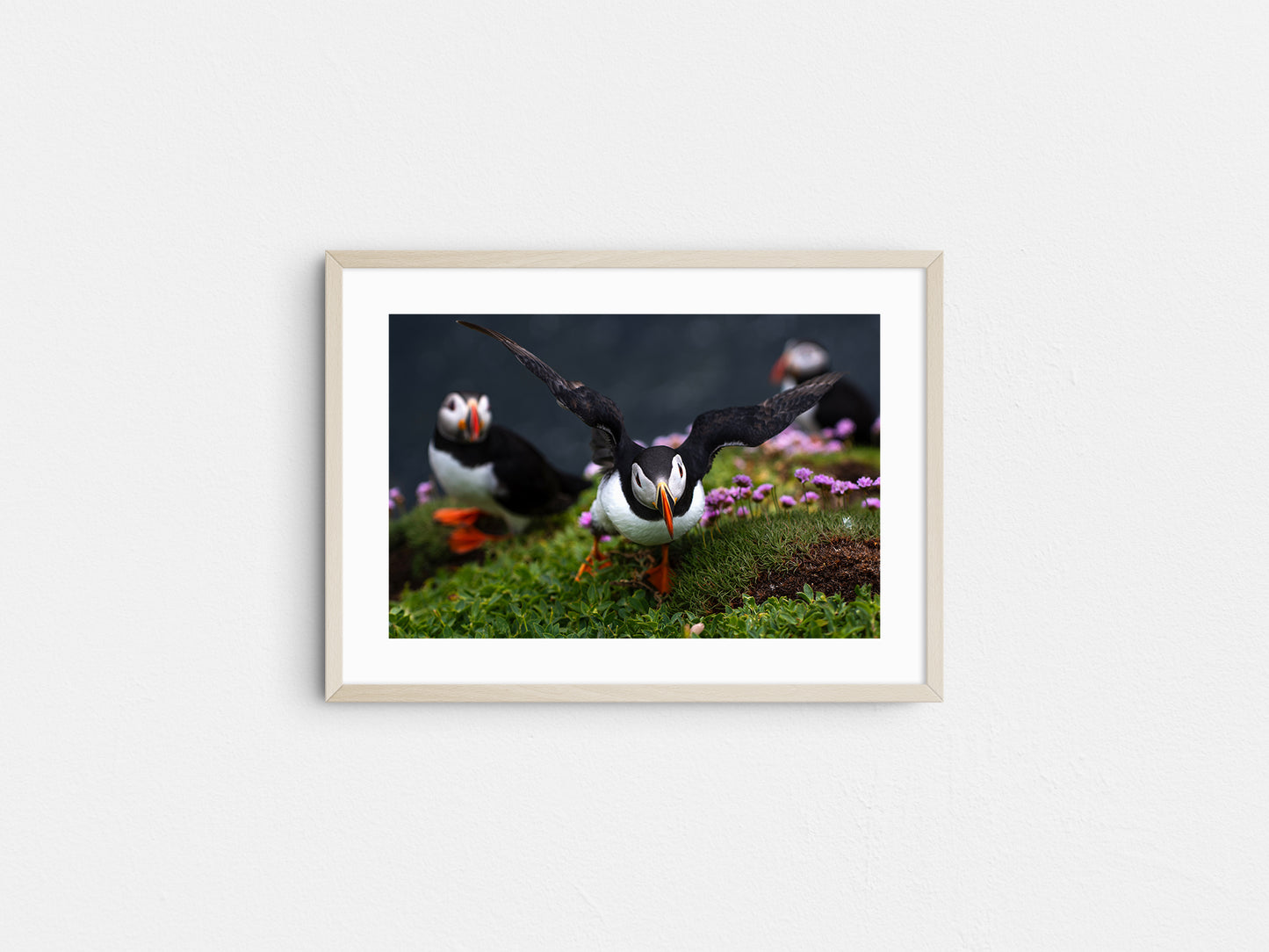 Puffin #2