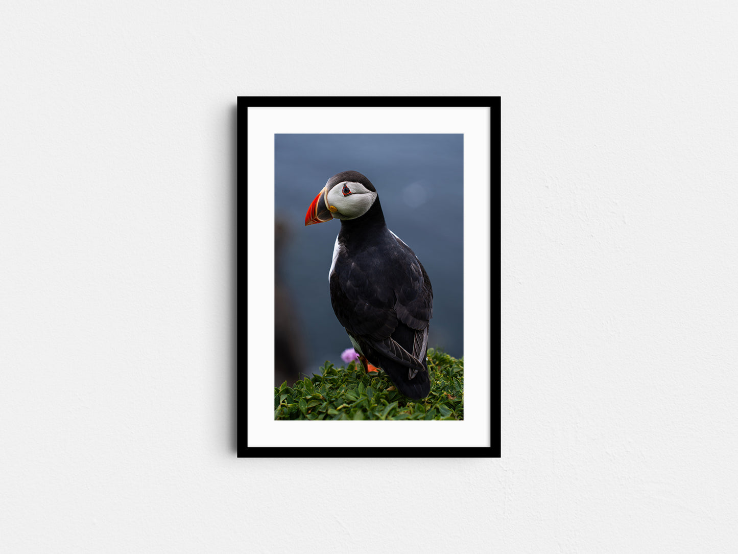 Puffin #1