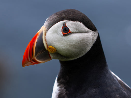 Puffin #1