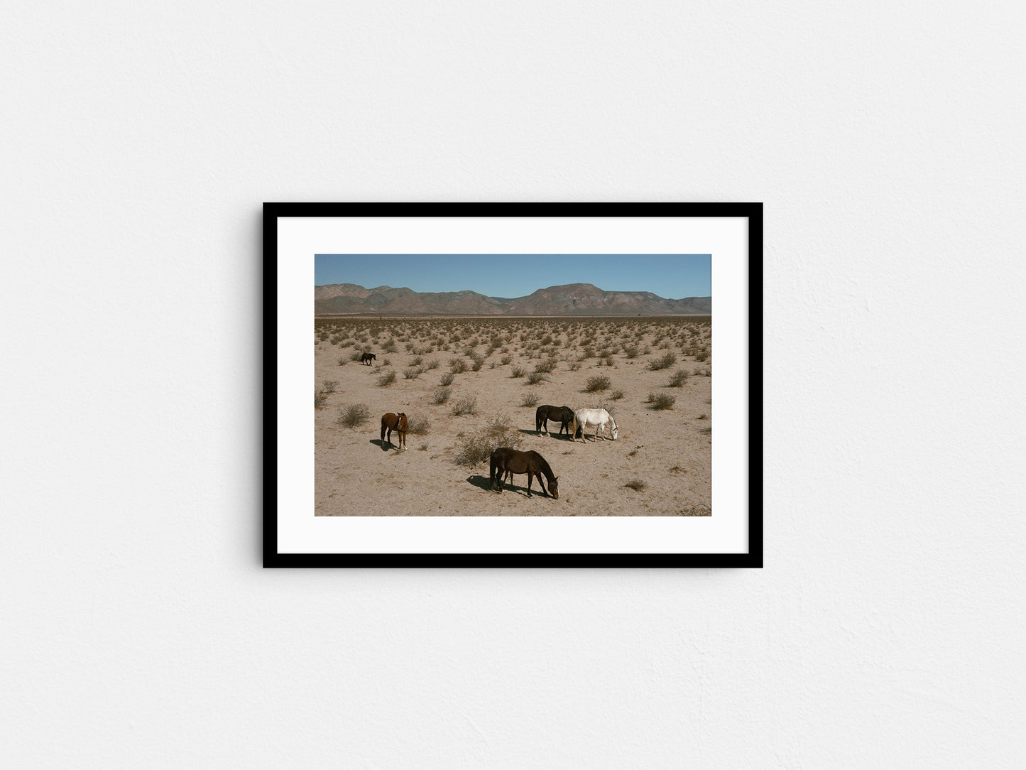 Desert Nomads