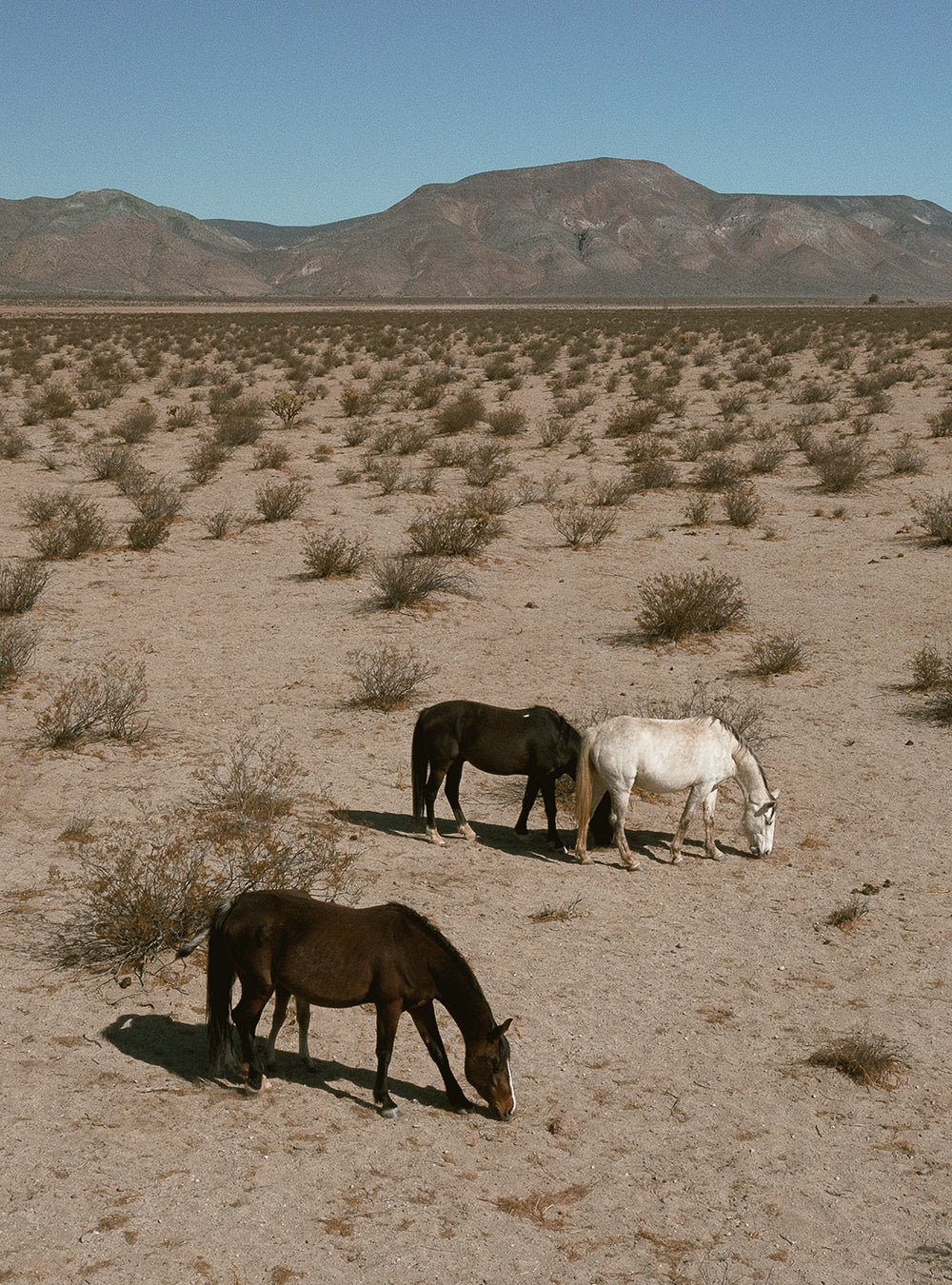 Westward