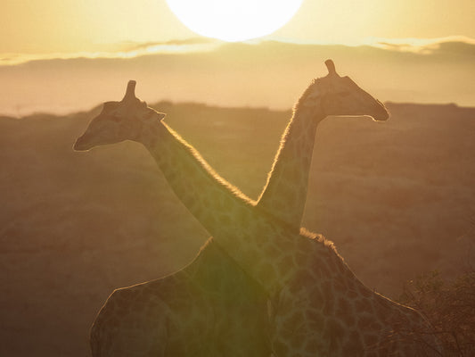 Golden Hour Love