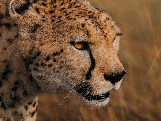 Cheetah