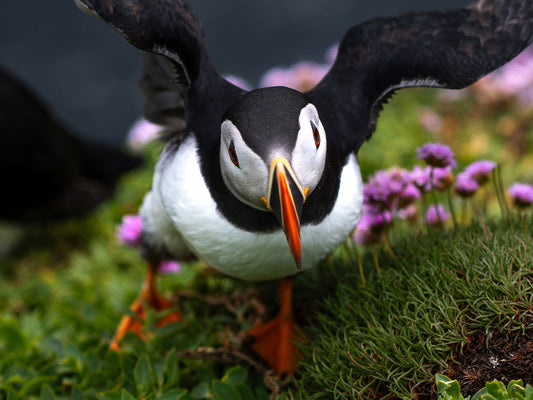 Puffin #2