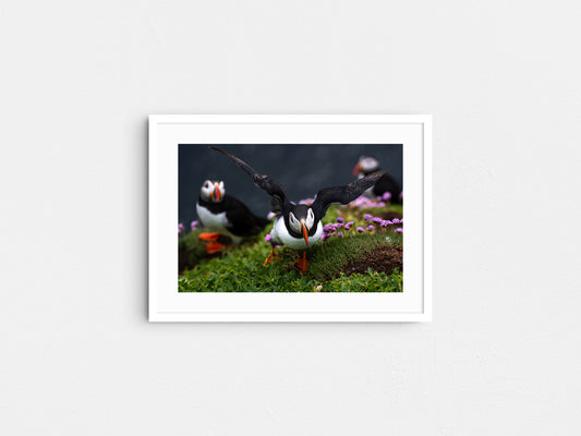 Puffin #2