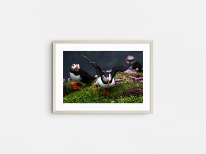 Puffin #2