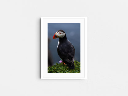 Puffin #1