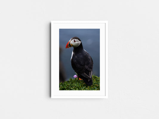 Puffin #1