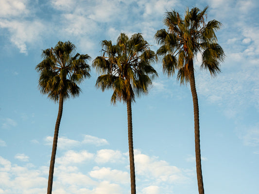 Cali Vibes