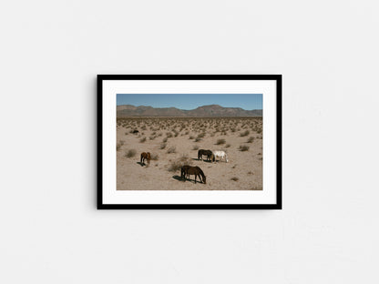 Desert Nomads