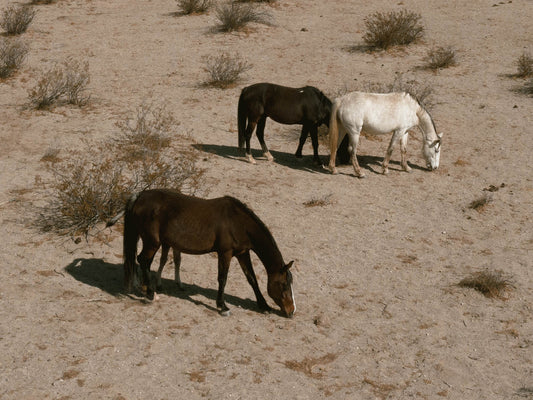 Desert Nomads