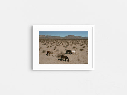 Desert Nomads