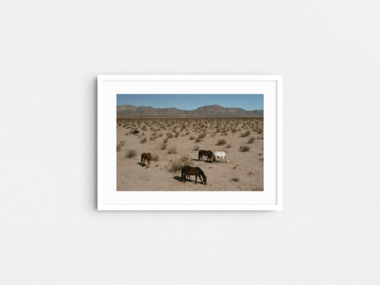 Desert Nomads