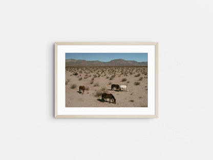 Desert Nomads