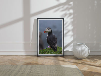 Puffin #1